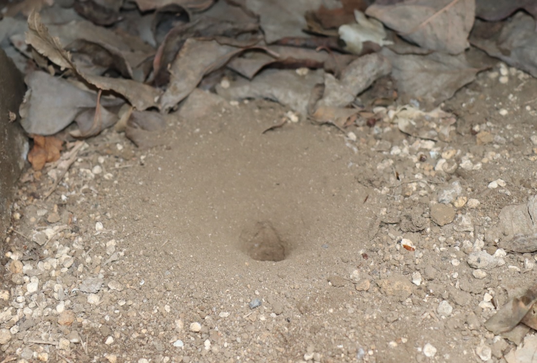 自宅の濡れ縁の下に出来た アリ地獄（ウスバカゲロウの幼虫の住み家）_2022年7月6日午前6時頃